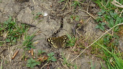 Pararge aegeria