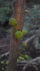Ficus hispida rubra