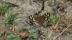 Pararge aegeria