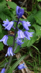 Hyacinthoides × massartiana