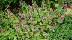 Lamium purpureum