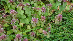 Lamium purpureum