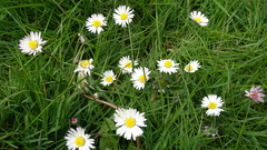 Bellis perennis