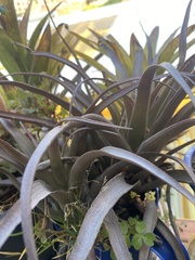 Tillandsia sphaerocephala