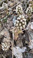 Petasites paradoxus