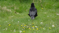 Corvus corone