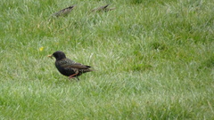 Sturnus vulgaris