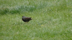Sturnus vulgaris