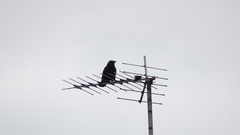 Corvus corone