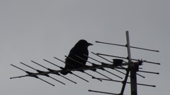 Corvus corone
