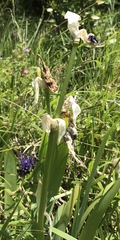 Iris pallida