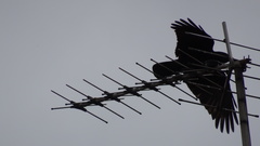 Corvus corone