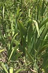 Iris pallida