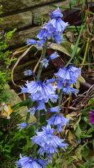 Hyacinthoides × massartiana