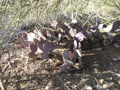 Opuntia santa-rita