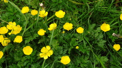 Ranunculus bulbosus