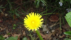 Taraxacum officinale