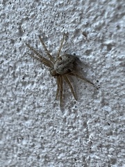 Pulchellodromus glaucinus