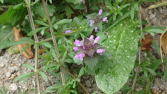 Lamium purpureum