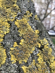 Xanthoria parietina