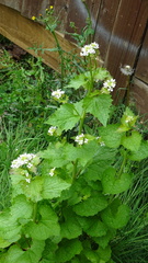Alliaria petiolata