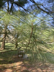 Pinus