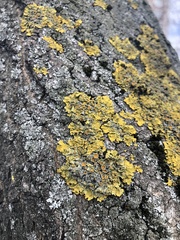 Xanthoria parietina