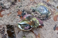 Crepipatella capensis