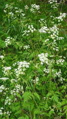 Anthriscus sylvestris