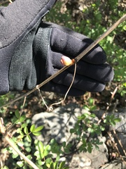 Phragmidium rosae-multiflorae