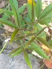 Magnoliopsida