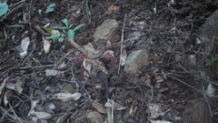 Madagapotamon humberti