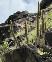 Cereus insularis
