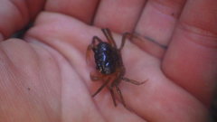 Madagapotamon humberti