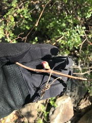 Phragmidium rosae-multiflorae