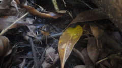 Madagapotamon humberti