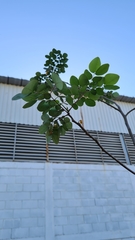 Hesperalbizia