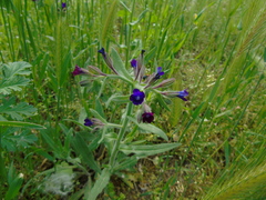 Anchusa hybrida