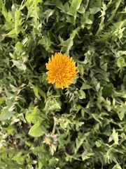 Taraxacum officinale