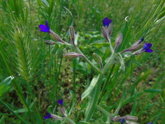 Anchusa hybrida