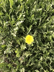 Taraxacum officinale
