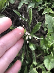 Capsella bursa-pastoris