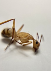 Camponotus conspicuus