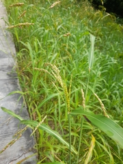 Poaceae