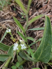 Valerianella amarella