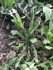 Capsella bursa-pastoris