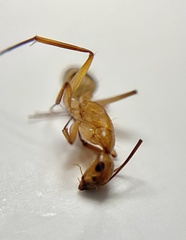 Camponotus conspicuus