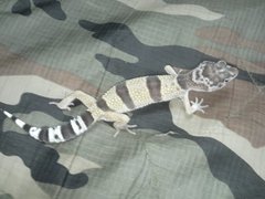 Eublepharis macularius