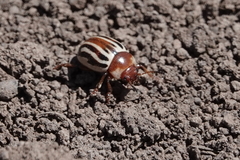 Zygogramma
