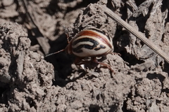 Zygogramma